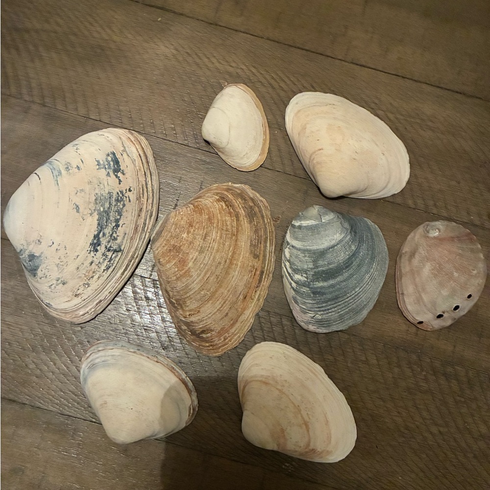 Assorted Seashell Collection